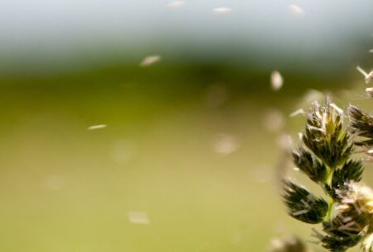 Allergie Primaverili